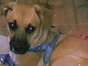 Cachorro raça Vira lata idade 7 a 11 meses nome Luck