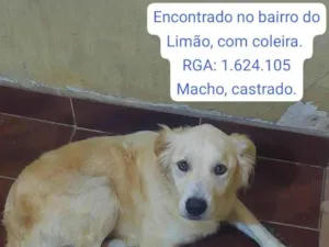 Cachorro raça SRD-ViraLata idade 2 anos nome Sem nome
