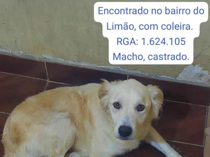 Cachorro ra a SRD-ViraLata idade 2 anos nome Sem nome