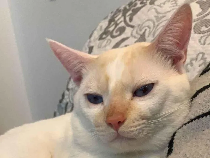 Gato ra a Vira lata  idade 7 a 11 meses nome Zé 