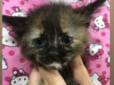 Gato raça SRD-ViraLata idade Abaixo de 2 meses nome PEDRITA