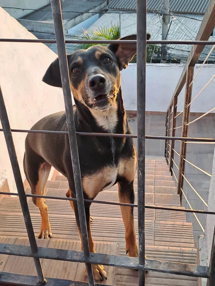 Cachorro ra a SRD-ViraLata idade 4 anos nome Doris