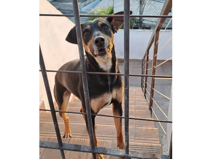 Cachorro ra a SRD-ViraLata idade 4 anos nome Doris