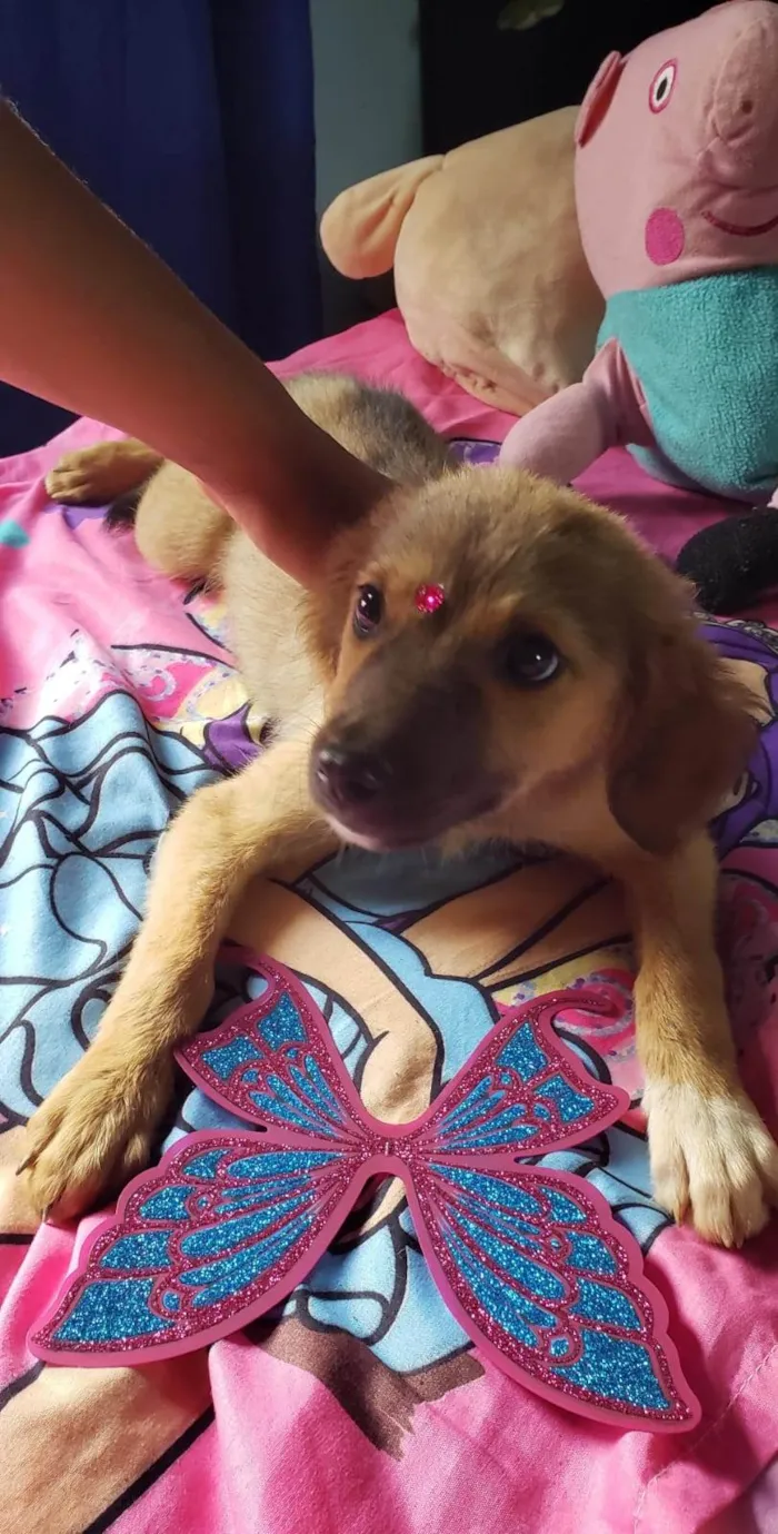 Cachorro ra a SRD-ViraLata idade 2 a 6 meses nome Luna