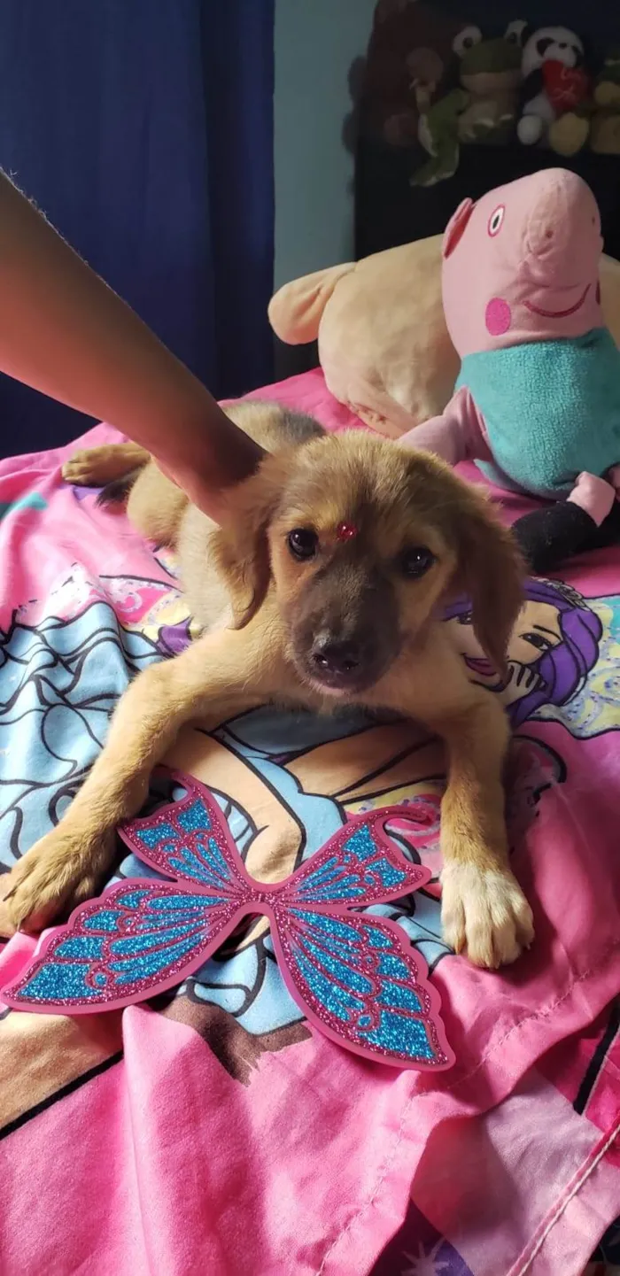 Cachorro ra a SRD-ViraLata idade 2 a 6 meses nome Luna