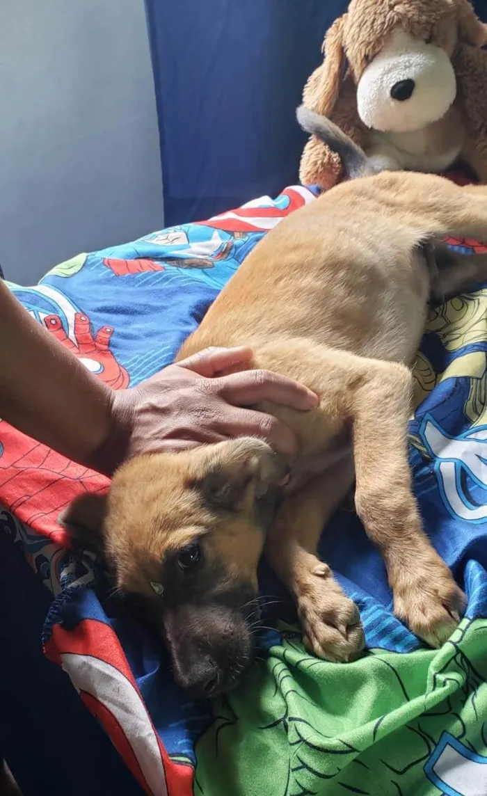 Cachorro ra a SRD-ViraLata idade 2 a 6 meses nome Lucky