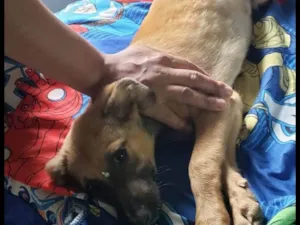 Cachorro raça SRD-ViraLata idade 2 a 6 meses nome Lucky