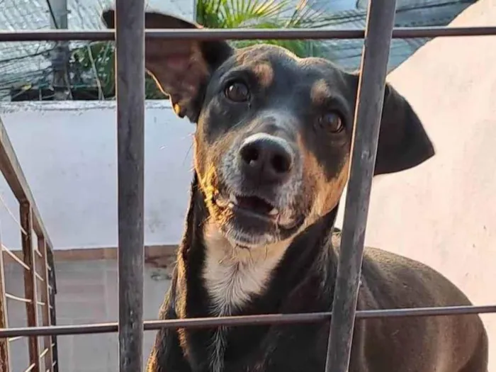 Cachorro ra a SRD-ViraLata idade 4 anos nome Doris