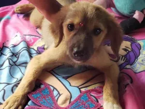 Cachorro raça SRD-ViraLata idade 2 a 6 meses nome Luna