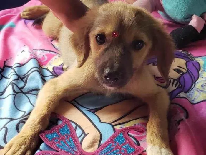 Cachorro ra a SRD-ViraLata idade 2 a 6 meses nome Luna