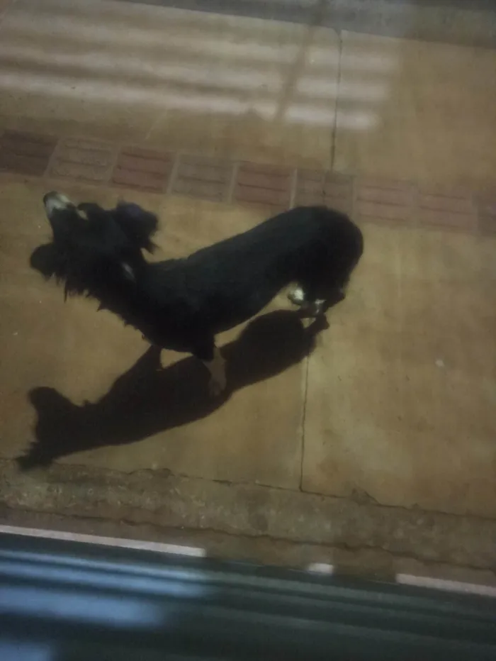 Cachorro ra a Não sei  idade 3 anos nome Não sei