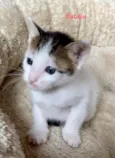 Babalu