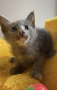 Maitê