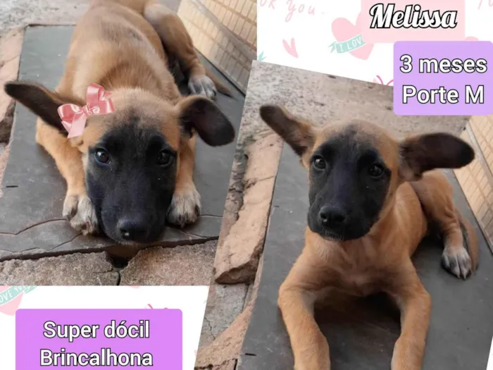 Cachorro ra a SRD-ViraLata idade 2 a 6 meses nome Melissa