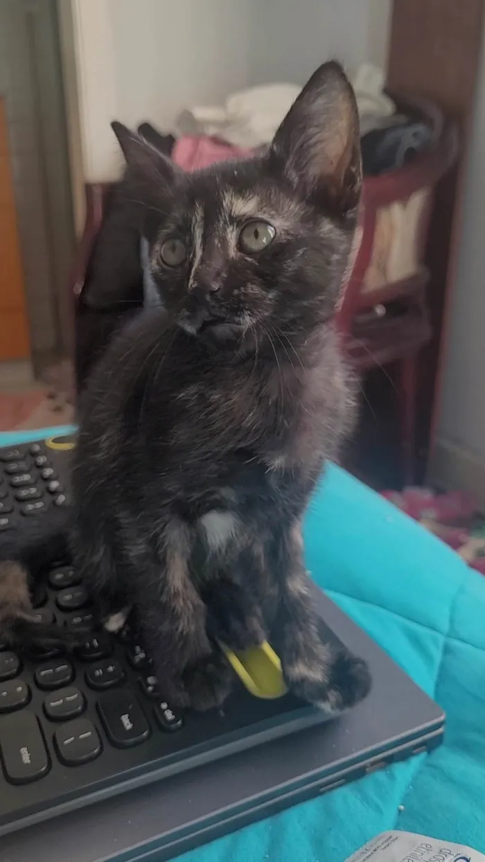 Gato ra a SRD-ViraLata idade Abaixo de 2 meses nome Sem nome