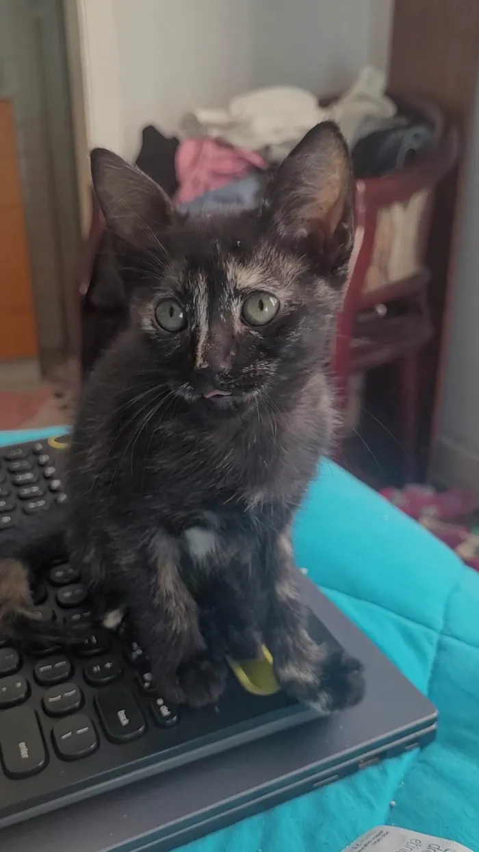 Gato ra a SRD-ViraLata idade Abaixo de 2 meses nome Sem nome