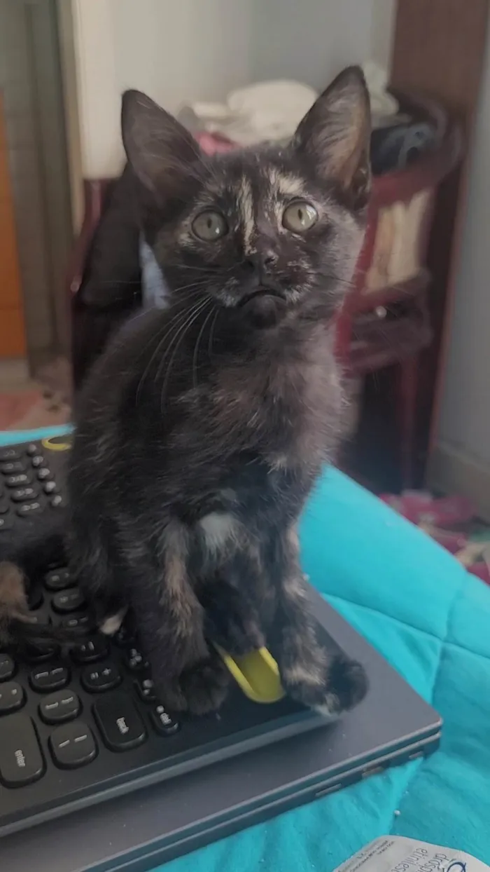 Gato ra a SRD-ViraLata idade Abaixo de 2 meses nome Sem nome