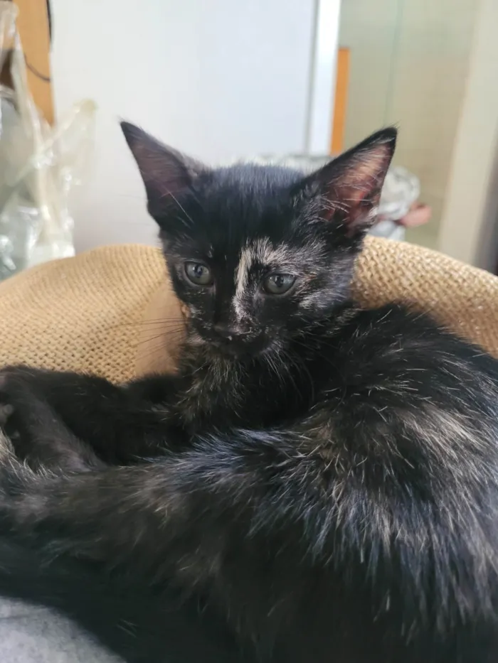 Gato ra a SRD-ViraLata idade Abaixo de 2 meses nome Sem nome