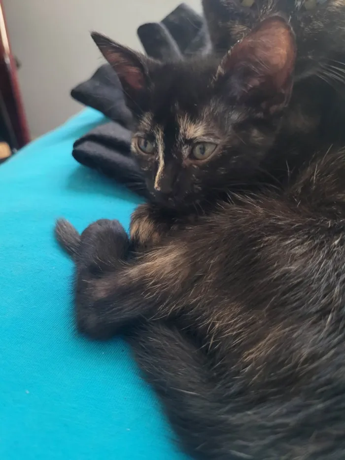 Gato ra a SRD-ViraLata idade Abaixo de 2 meses nome Sem nome
