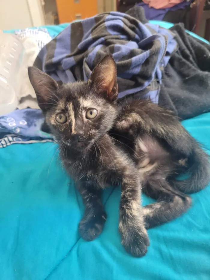 Gato ra a SRD-ViraLata idade Abaixo de 2 meses nome Sem nome