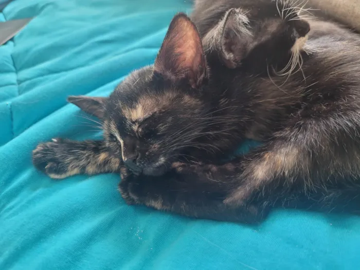 Gato ra a SRD-ViraLata idade Abaixo de 2 meses nome Sem nome