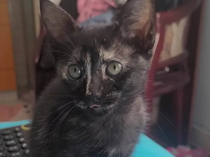 Gato ra a SRD-ViraLata idade Abaixo de 2 meses nome Sem nome