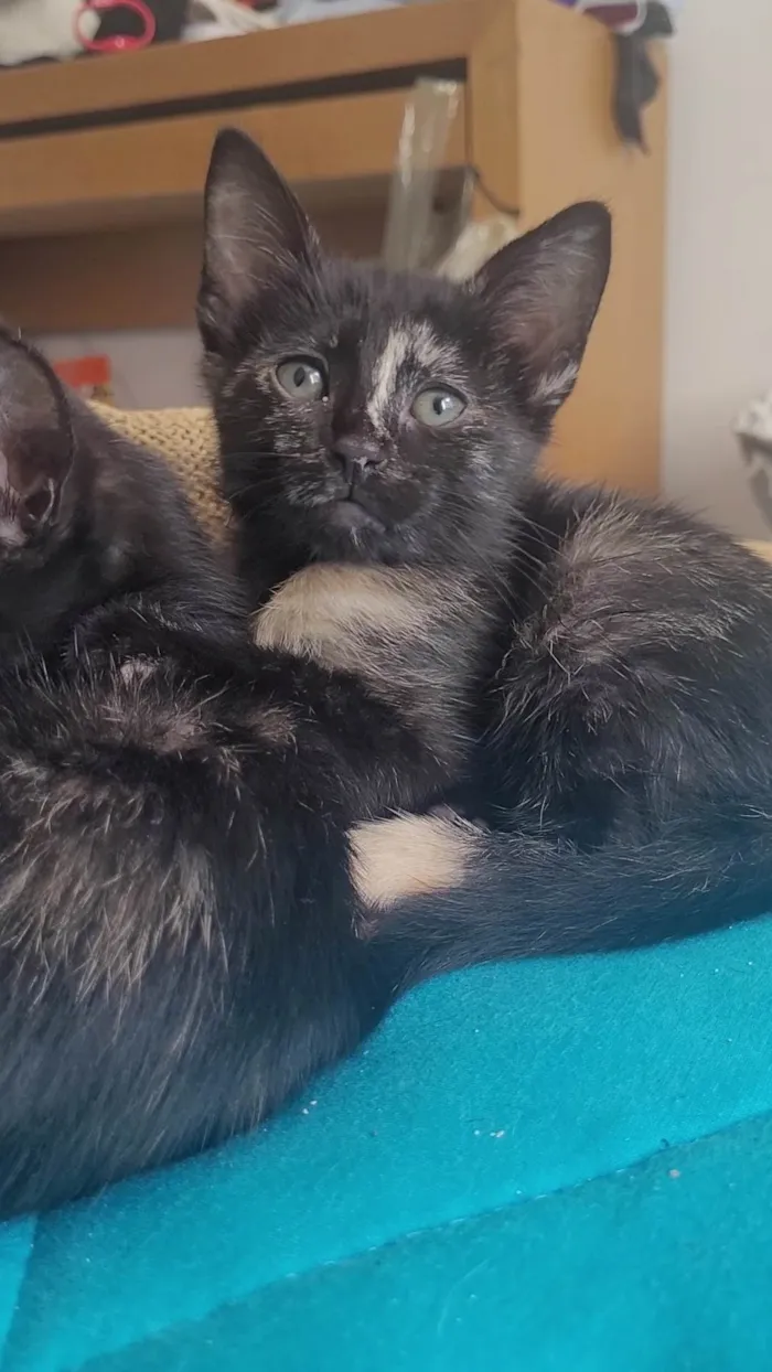 Gato ra a SRD-ViraLata idade 2 a 6 meses nome Sem nome