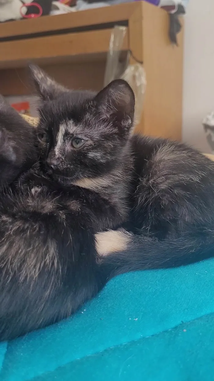 Gato ra a SRD-ViraLata idade 2 a 6 meses nome Sem nome