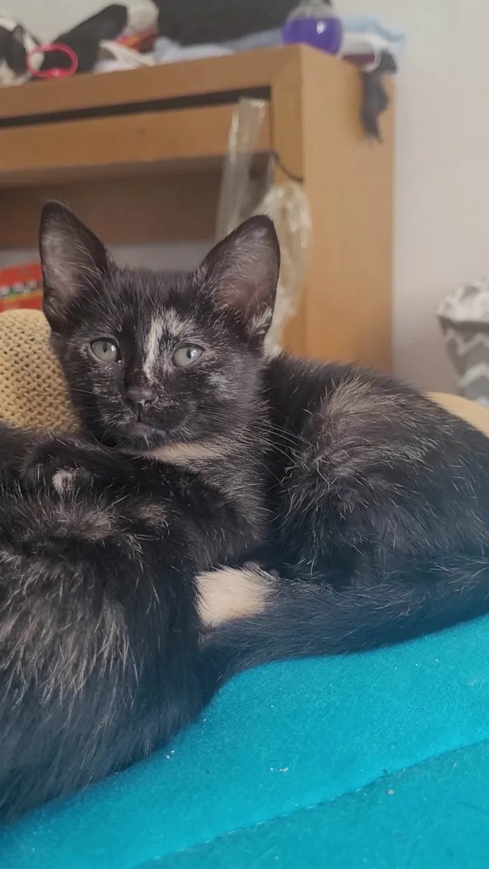 Gato ra a SRD-ViraLata idade 2 a 6 meses nome Sem nome