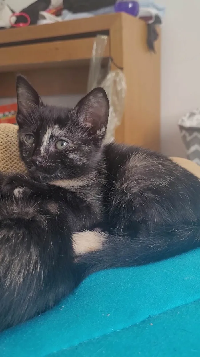 Gato ra a SRD-ViraLata idade 2 a 6 meses nome Sem nome