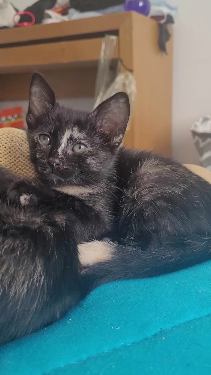 Gato ra a SRD-ViraLata idade 2 a 6 meses nome Sem nome