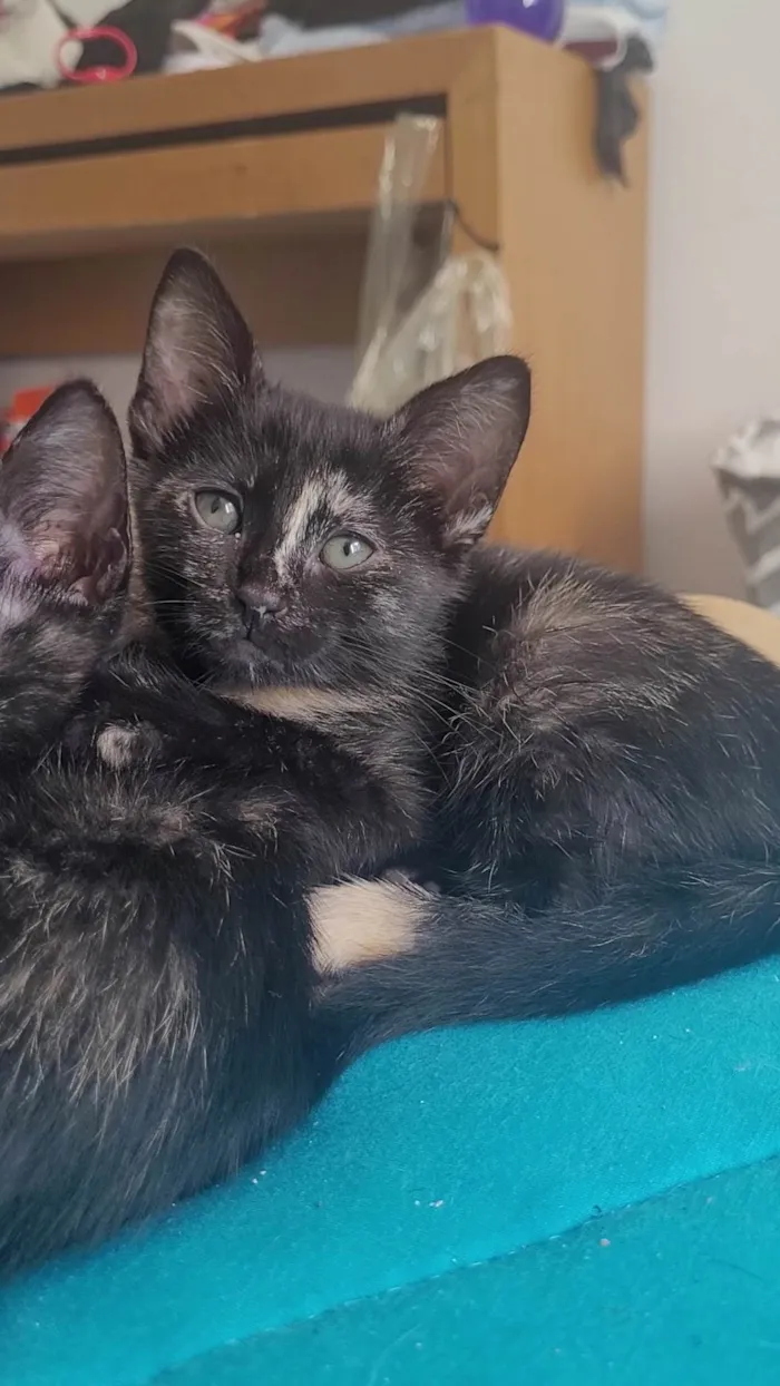 Gato ra a SRD-ViraLata idade 2 a 6 meses nome Sem nome