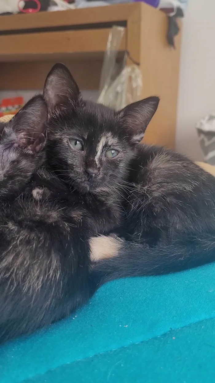 Gato ra a SRD-ViraLata idade 2 a 6 meses nome Sem nome