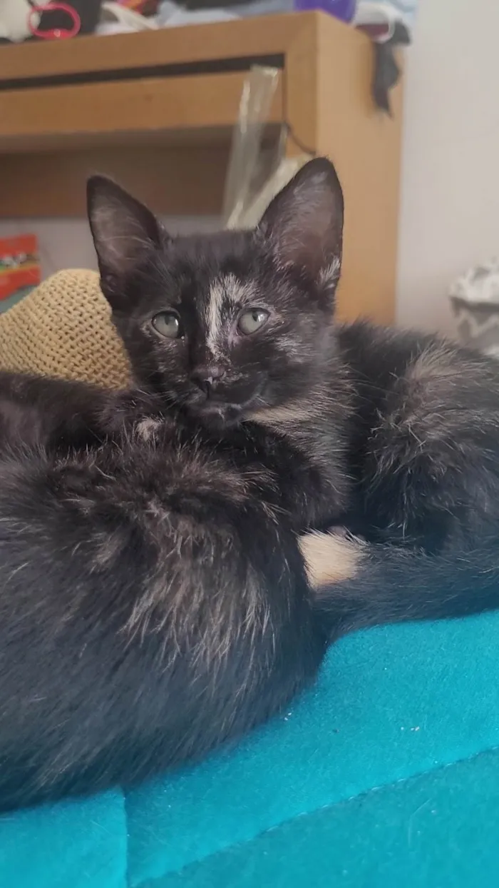 Gato ra a SRD-ViraLata idade 2 a 6 meses nome Sem nome