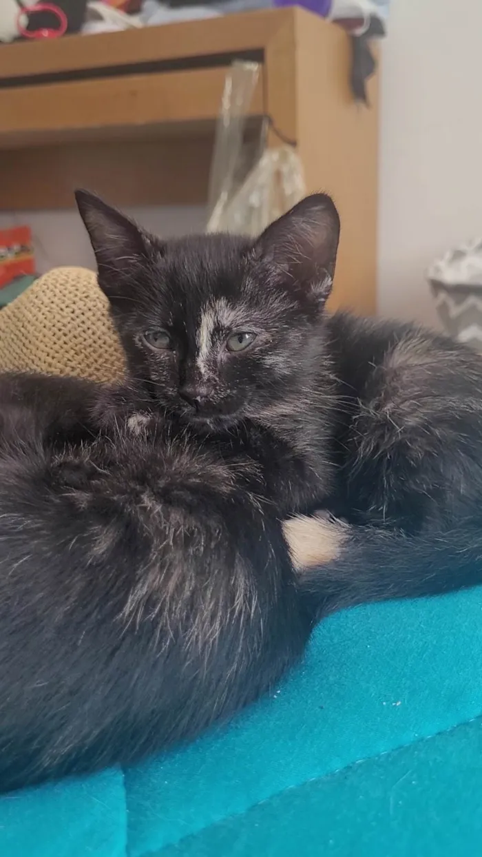 Gato ra a SRD-ViraLata idade 2 a 6 meses nome Sem nome