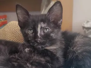 Gato raça SRD-ViraLata idade 2 a 6 meses nome Sem nome