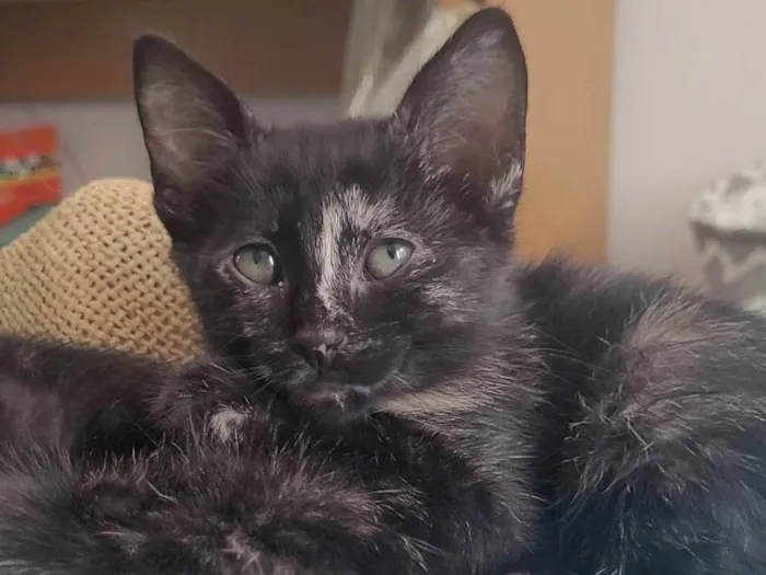 Gato ra a SRD-ViraLata idade 2 a 6 meses nome Sem nome