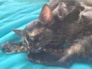 Gato raça SRD-ViraLata idade Abaixo de 2 meses nome Sem nome