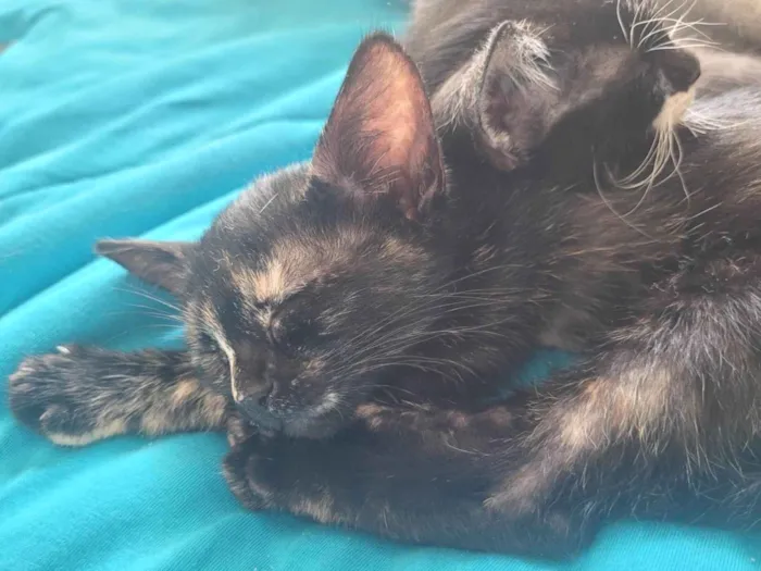Gato ra a SRD-ViraLata idade Abaixo de 2 meses nome Sem nome