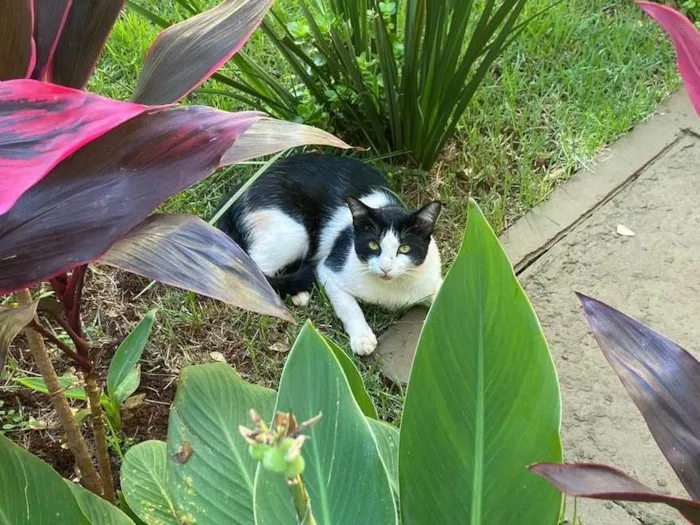 Gato ra a SRD-ViraLata idade 7 a 11 meses nome Frajola castrado