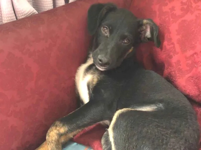 Cachorro ra a SRD-ViraLata idade 2 a 6 meses nome ARTHUR