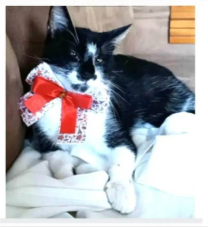 Gato ra a srd frajolinha  idade 7 a 11 meses nome AYCA