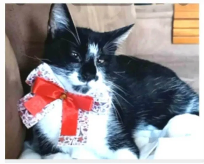 Gato ra a srd frajolinha  idade 7 a 11 meses nome AYCA