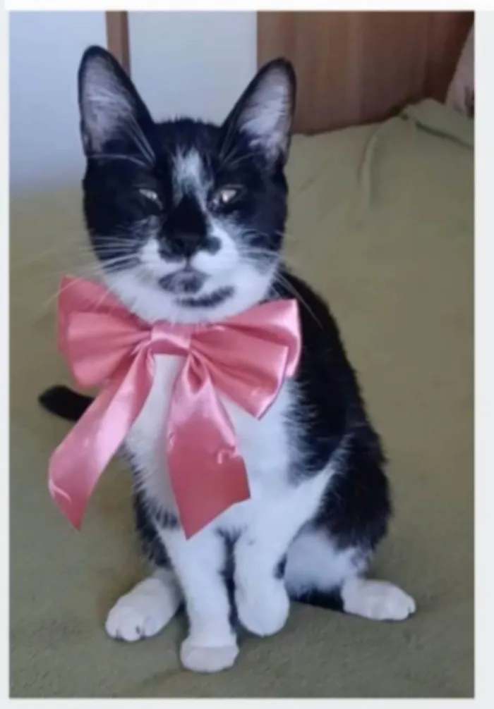 Gato ra a srd frajolinha  idade 7 a 11 meses nome AYCA