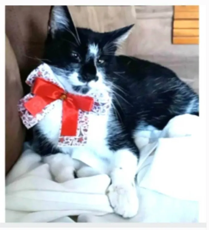 Gato ra a srd frajolinha  idade 7 a 11 meses nome AYCA