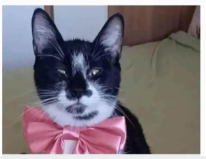 Gato ra a srd frajolinha  idade 7 a 11 meses nome AYCA