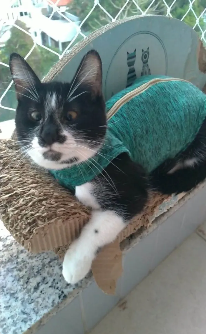 Gato ra a srd frajolinha  idade 7 a 11 meses nome AYCA