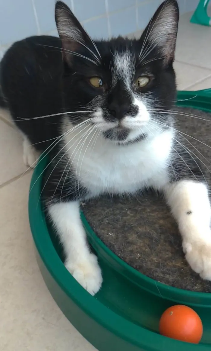 Gato ra a srd frajolinha  idade 7 a 11 meses nome AYCA