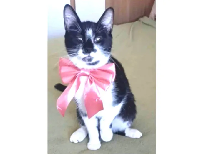Gato ra a srd frajolinha  idade 7 a 11 meses nome AYCA