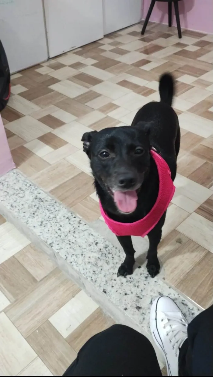 Cachorro ra a SRD-ViraLata idade 2 anos nome Safira 